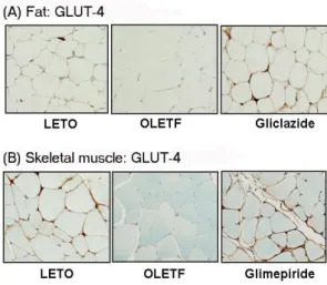 Fig. 5. Representative photomicrographs of GLUT-4 staining in  murine fat and skeletal muscles