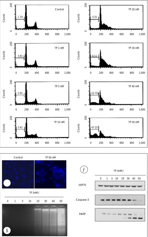 Fig. 3. TP increased sub G1 cells in  a dose-dependent manner.  AMC-HN4 cells were treated for 24 hours  with the indicated concentrations  of TP, and their DNA content was  measured after propidium iodide  staining by flow cytometric analysis