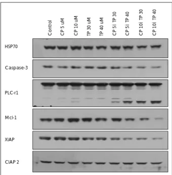 Fig. 8. Combination of TP and CP induces apoptosis with caspase- caspase-dependent manner, and decreases anti-apoptotic  protein, XIAP and McI-1