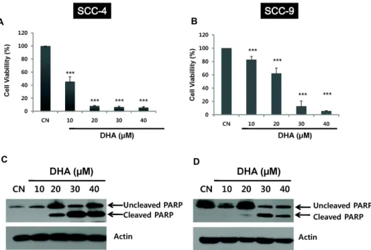 Fig. 1. Effect of DHA on cell growth of human oral cancer cells. A and B: SCC-4 and SCC-9 cells were incubated with different concentrations of DHA for 24 h, and cell growth was determined using the MTT assay as described in Materials and Methods.