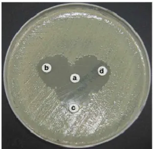 Fig. 1. Photograph of double-disk synergy test with E. coli pro- pro-ducing ESBLs. a, amoxicillin-clavulanic acid (30 μg); b, ceftazidime (30 μg); c, cefotaxim (30 μg); d, aztreonam (30 μg).