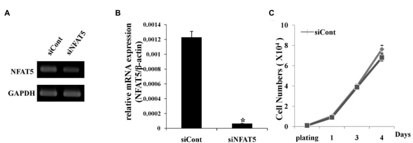 Fig. 1. Effect of NFAT5 down-regulation on the proliferation of hADSCs. NFAT5 expression in NFAT5 siRNA or non-target siRNA-transfected cells were determined by RT-PCR (A) and real time PCR (B)