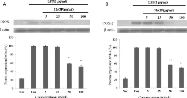 Fig. 4. Inhibitory effects of HaGF on the protein levels of iNOS and COX-2 in Raw 264.7 cells