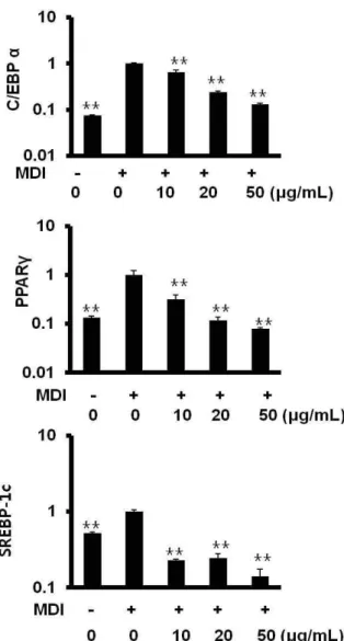 Fig. 3. Effect of SFC, SFM, ME on C/EBPα, PPARγ mRNA expression during the differentiation of 3T3-L1 adipocyte