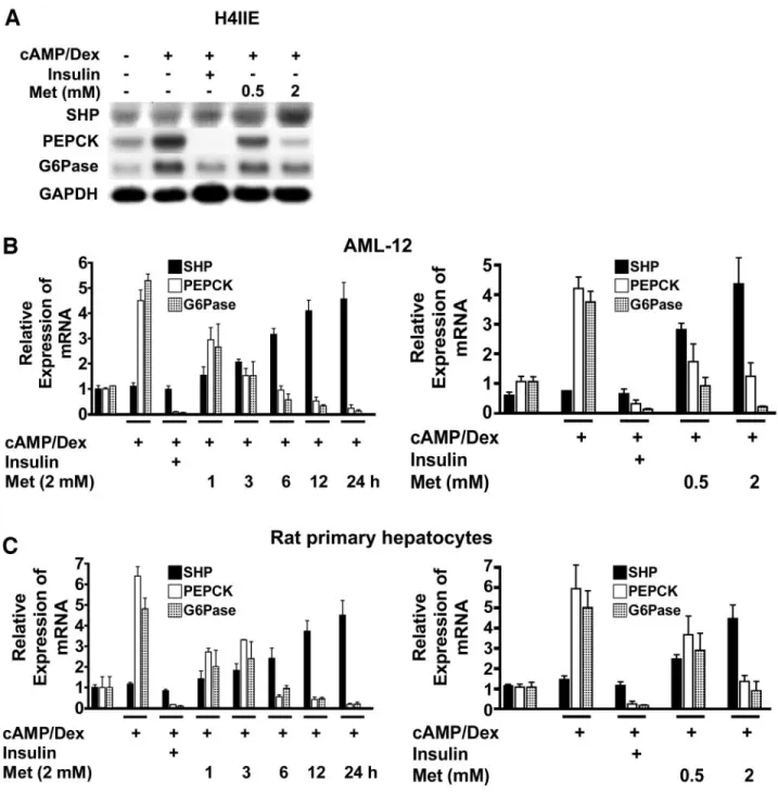 FIG. 3. Metformin-induced SHP gene expression inhibits hepatic gluconeogenic gene expression