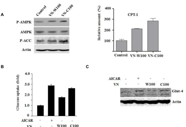Fig. 7. Chloroform fraction of V. nakashimae activated AMPK and increased glucose uptake in C2C12 cells