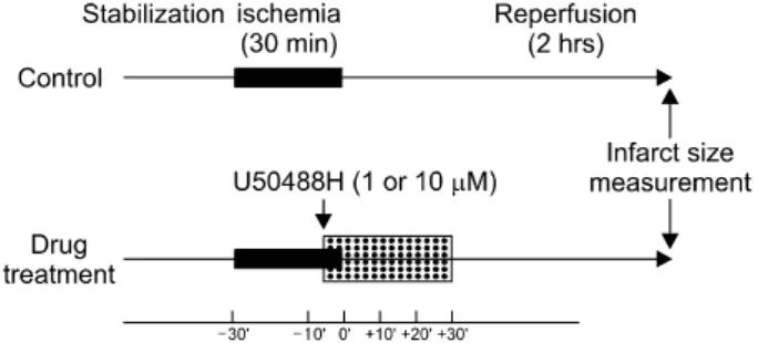 Fig.  1.  Experimental  protocol.  For  measurement  of  hemodynamic  data  and  infarct  size  by  κ-opioid  receptor  activation,  isolated  rat  hearts  are  exposed  to  30  min  ischemia  followed  by  2  hrs   reper-fusion