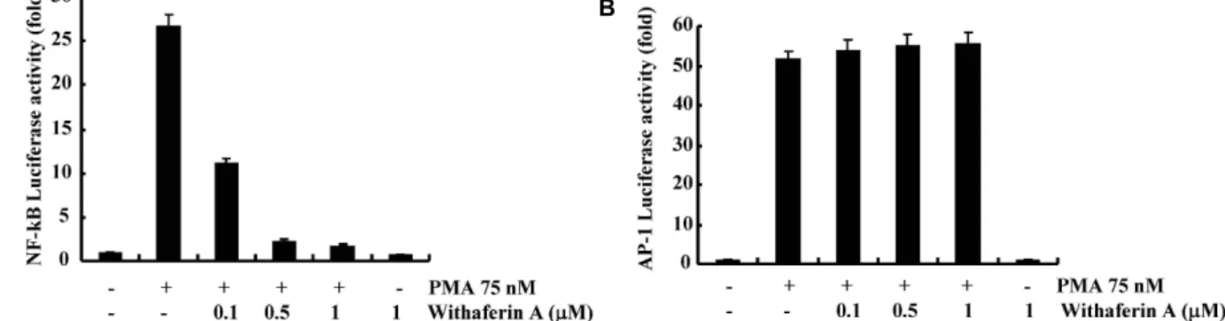 Fig. 3 Effect of withaferin A on PMA-induced NF-κB and AP-1 promoter activity. Caski cells were transfected with a NF-κB (A) or AP-1 (B) -luciferase construct