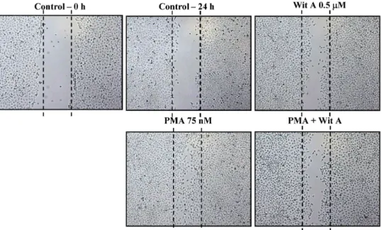 Fig. 4 Withaferin A inhibits PMA-mediated cell migration. Confluent monolayer of Caski cells was wounded and images were taken immediately (control-0 hr)