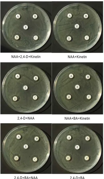 Fig. 6. Antimicrobial activity of 80% ethanol extracts from callus of Morus alba cv. Cheongmoknosang against Helicobacter pylori by disc method