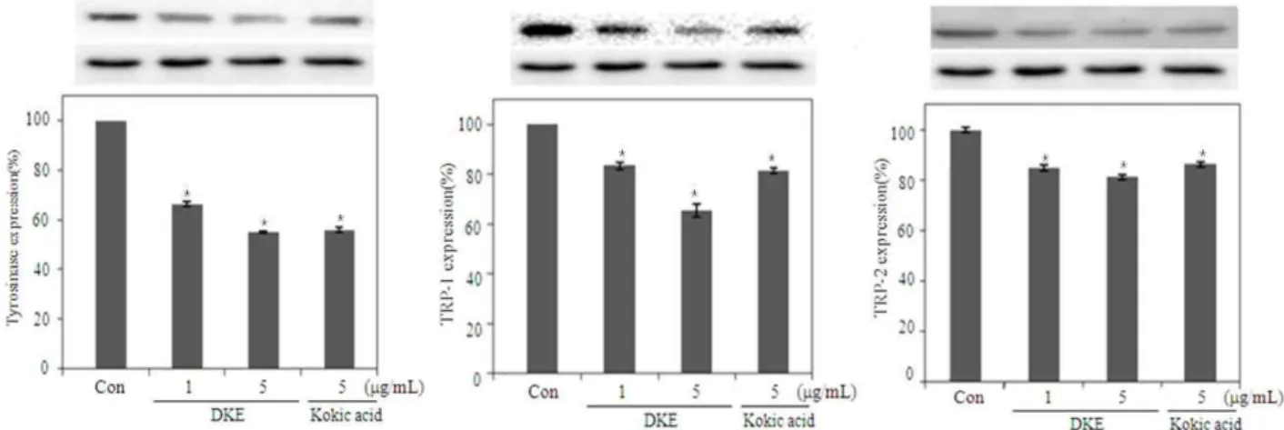 Fig. 4. Tyrosinase, TRP-1, TRP-2 expression effects of ethyl acetate fractions from D