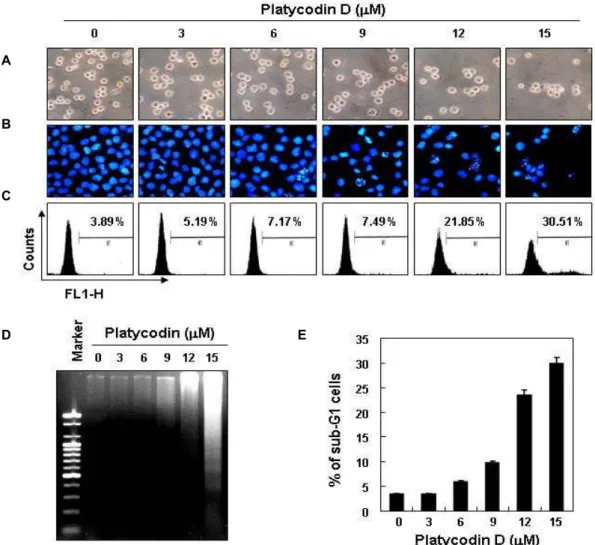 Fig. 2. Induction of apoptosis by platycodin D treatment in human leukemia U937 cells
