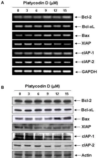 Fig. 3. Expression levels of apoptosis-related gene products by platycodin D treatment in human leukemia U937 cells.