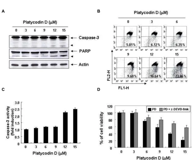 Fig. 4. Activation of caspase-3 and loss of MMP by platycodin D treatment in human leukemia U937 cells