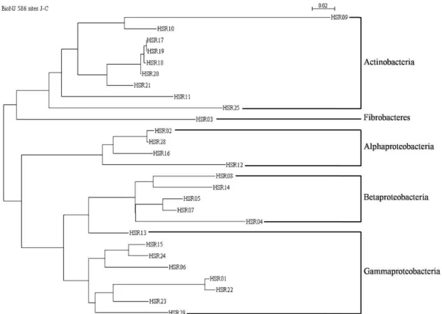 Fig. 4. A phylogenetic tree of partial 16S rDNA sequences from all stations. HSR26 and HSR27 are eukaryotic chloroplast 16S rDNA and were excluded