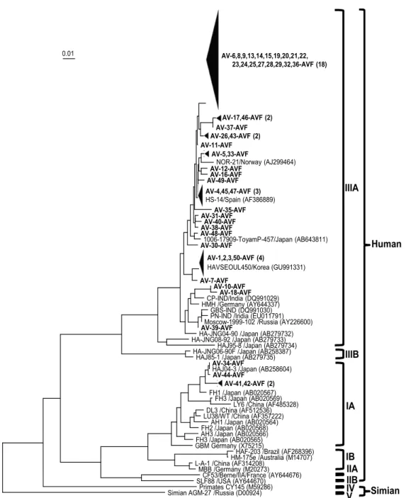 Fig. 2. Neighbor-joining phylogenetic tree of the VP1/P2A junction showing the relationship between wild-type HAV isolates of this study and other hepatitis A virus strains