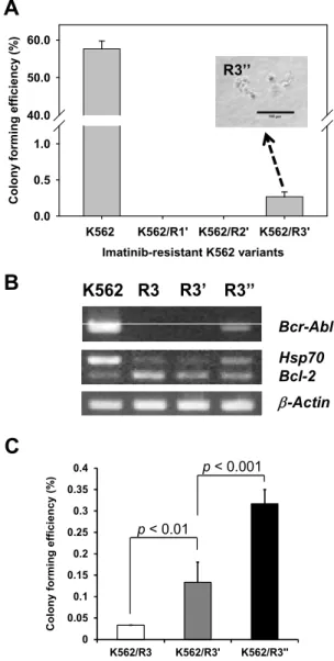 Fig. 5. Slow recovery of colony forming efficiency and molec- molec-ular changes in the imatinib-resistant K562 variants after long-term drug free culture