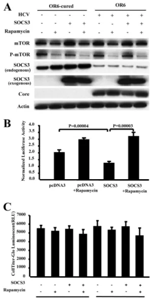 FIG. 7. mTOR inhibition reverses the inhibitory effects of SOCS3 on HCV replication in replicon-harboring OR6 cells