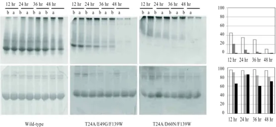 Fig. 1. Aggregation of αTSs at 37°C. Wild-type, T24A/E49G/ F139W, and T24A/D60N/F139W proteins (each 10 mg/ml) were in- in-cubated at 37℃ in 10 mM potassium phosphate (pH 7.8), 0.2 mM EDTA, and 1 mM DTT for the indicated time