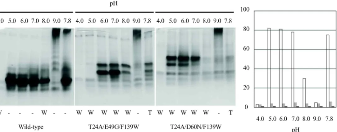 Fig. 2. Effect of pHs on aggregation of α TSs. Wild-type, T24A/ E49G/F139W, and T24A/D60N/F139W proteins (5 mg/ml) were incubated at 37℃ for 48 hr at various pHs (4.0, 5.0, 6.0, 7.0, 8.0, 9.0, and 7.8)