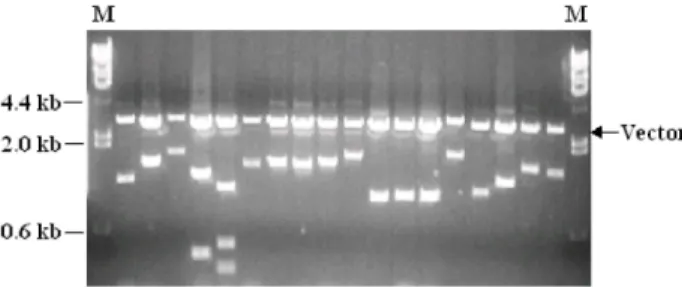 Fig. 2. Redundancy in ESTs from C. acutatum cDNA library from conidial germination stage
