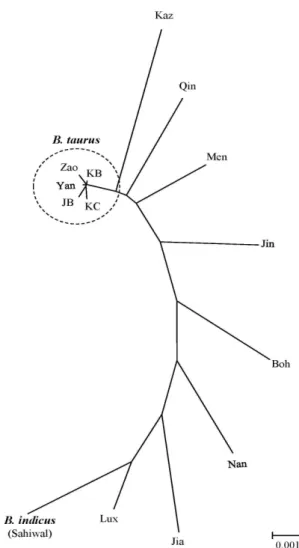 Fig. 2. Phylogenetic relationship among 12 cattle breeds of B.