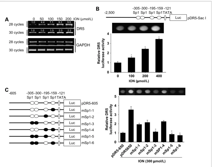 Figure 4. Effect of ION on DR5 transcriptional activity. A, Hep3B cells were treated with up to 200 μmol/L ION for 24 h