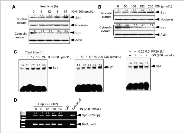 Figure 5. Effect of ION on Sp1's DNA-binding activity with regard to the DR5 promoter