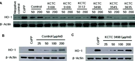 Fig. 2. Effects of 6 ethyl acetate extracts from fermented Rhus javanica (A) and effects of control (B) and KCTC 3498 (C) on HO-1 expression in HT22 cells