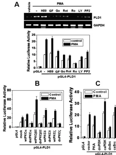 FIGURE 4. PMA-induced PLD1 expression is dependent on PKC, PI3K, and Src. A, HCT116 cells were pretreated with various inhibitors and treated with or without 100 n M PMA