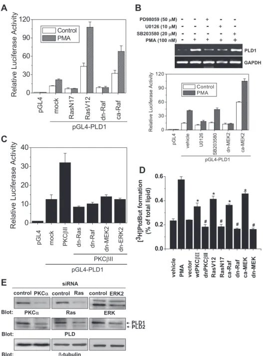 FIGURE 6. PMA-induced PLD1 expression is mediated by a Ras/Raf/ERK pathway. A, HCT116 cells were cotransfected with pGL4-PLD1 and the indicated expression vectors