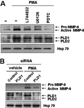 FIGURE 8. Identification of NF ␬B elements responsive for PMA-induced PLD1 expression