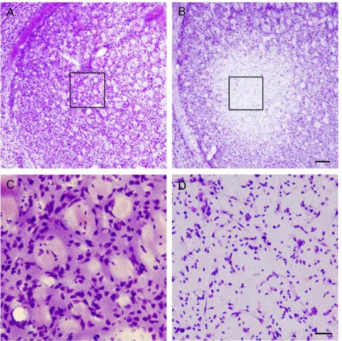 Fig. 1. 3-Nitropropionic acid in- in-toxication induces necrotic cell death in the striatum.