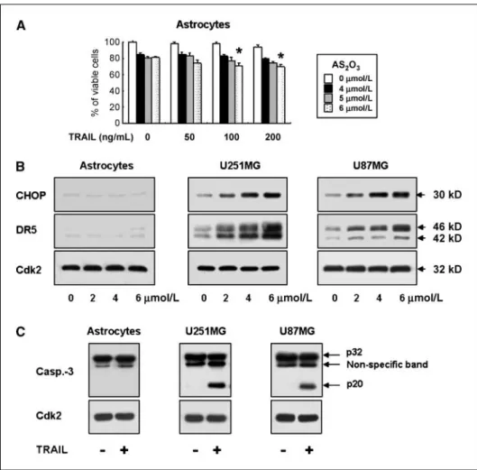 Figure 6. Neither As 2 O 3 -mediated CHOP and DR5 up-regulation nor TRAIL-mediated partial proteolytic processing of caspase-3 is induced in human astrocytes, which are resistant to the combined treatment with As 2 O 3 and TRAIL