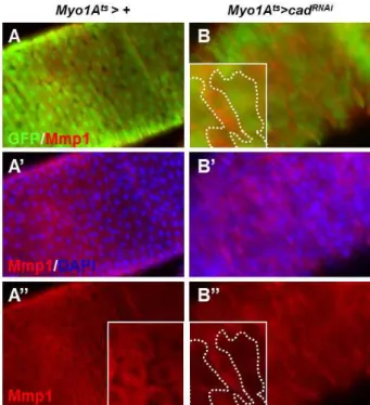 Fig. 1. Mmp1 expression is decreased by cad RNAi expression in the enterocytes of adult intestine