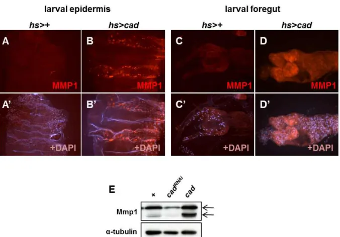 Fig. 2. Mmp1 expression is increased by cad expression in the larval gut and epidermis
