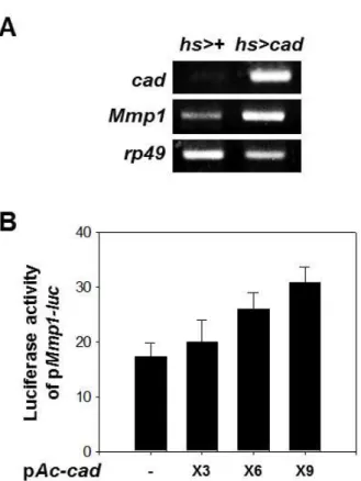 Fig. 3. Mmp1 expression was regulated by cad expression. A.