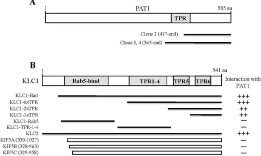 Fig. 1. Identification of the proteins interacting with KLC1 by yeast two-hybrid assay