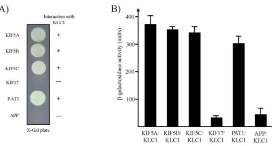 Fig. 2. Interaction between KHCs or APP and KLC1. (A) The C-terminal regions of each KHC protein and APP were fused to the pLexA DNA binding domain
