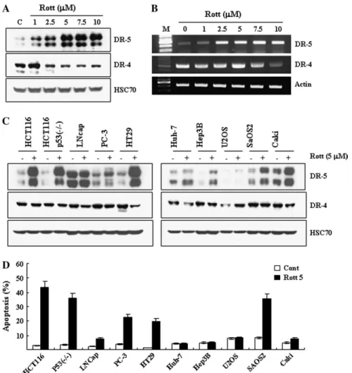 Fig. 2. The expression levels of the DR5 by treatment with rottlerin in various cancer cell lines