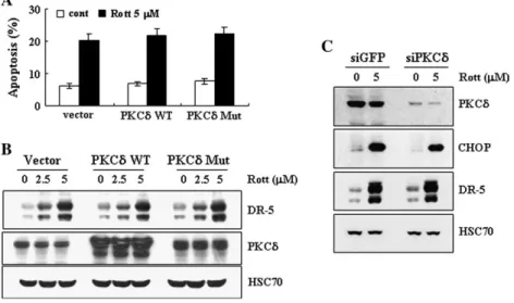 Fig. 5. Rottlerin-induced DR5 expression seems to be independent on the PKC d activation