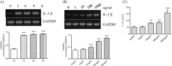 Fig. 1. Expression of IL-1β at the messenger and protein levels in response to PG. (A) THP-1 cells (1x10 6 cells/ml) were incubated for indicated time periods with 1 μg/ml PG