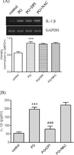 Fig. 6. Effects of ROS quenchers on PG-mediated IL-1β up-regulation. (A) THP-1 cells were stimulated for 9 hr with or without PG (1 μg/ml) after pretreatment with DPI (10 μM) or NAC (5 mM)