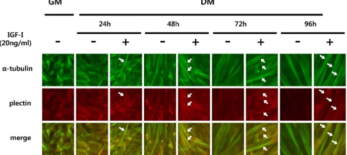 Fig. 1. Immunocytochemistry image showing the effect of IGF-I-induced plectin expression in C2C12 myotubes