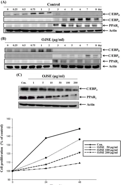 Fig. 3. Effect of OJSE on the expression of adipo- adipo-genic transcription factor proteins in  dif-ferentiated 3T3-L1 preadipocytes