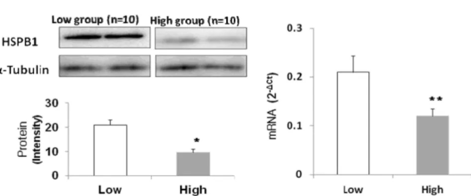 Fig. 1. Gene and protein expression level of heat shock protein beta 1 (HSPB1) using Real-time PCR in Korean cattle (Hanwoo) loin muscle between high and low Warner-Bratzler shear force (WBS) groups