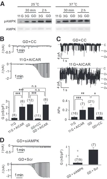 FIG. 3. Glucose deprivation increases the surface expression level of Kir6.2 through AMPK activation