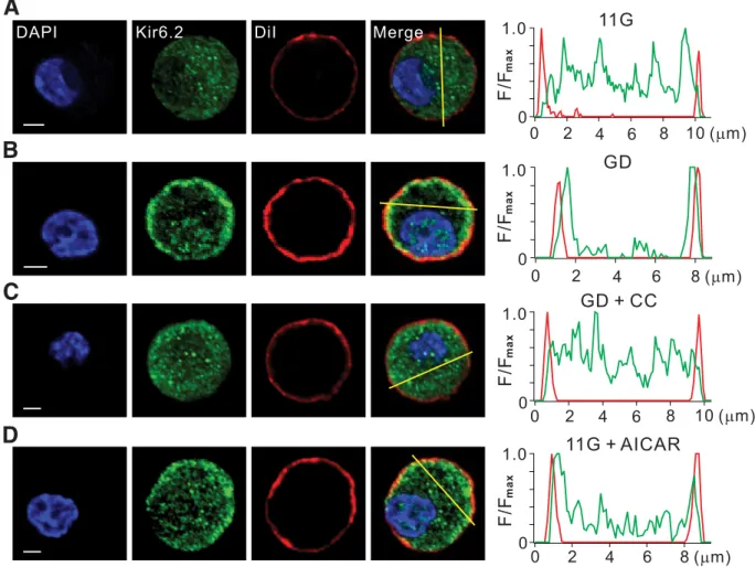 FIG. 4. AMPK increases surface localization of K ATP channel proteins. A–D: Confocal fluorescent images obtained from pancreatic ␤-cells immunolabeled with Kir6.2 antibody (green, second panel) in 11G (A), GD (B), GD ⴙ CC (C), and 11G ⴙ AICAR (D)