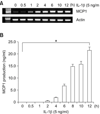 Figure  1.  IL-1β  induces MCP1 expression in HASMCs. (A) HASMCs  were treated with 5 ng/ml IL-1β for the indicated times