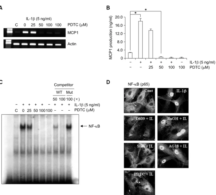 Figure 5.  IL-1β induces MCP1 expression via both NF-κB-dependent and -independent pathways